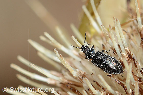 Foto: Dasytes obscurus (Wollhaarkäfer) auf Alpen-Kratzdistel (Cirsium spinosissimum). Länge 5.5mm. Ansicht von oben.