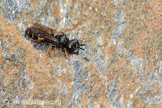 Foto: Wahrscheinlich Crabro alpinus (Grabwespe). Länge 10mm. Weibchen. Ansicht von schräg vorne.