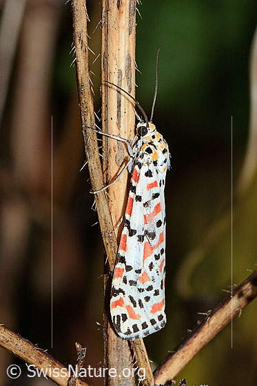 Foto: Harlekinbär (Utetheisa pulchella). Wird auch Punktbär gennant. Flügel geschlossen. Ansicht von der Seite.  In der Schweiz nur als Wanderfalter unterwegs.