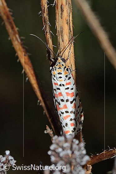 Foto: Harlekinbär (Utetheisa pulchella). Wird auch Punktbär gennant. Flügel geschlossen. Ansicht von oben.