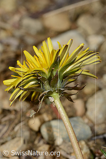 Foto: Gewöhnlicher Löwenzahn (Taraxacum officinale). Stängel, Kelchblätter und Blüte. Ansicht von schräg unten.