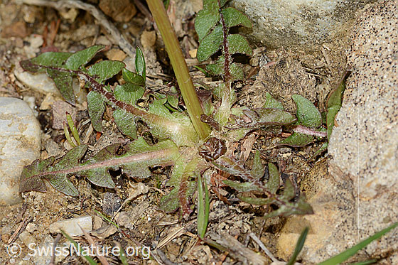 Foto: Gewöhnlicher Löwenzahn (Taraxacum officinale).