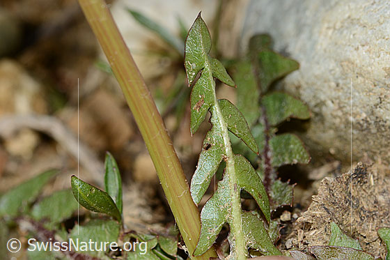 Foto: Gewöhnlicher Löwenzahn (Taraxacum officinale). Stängel und Blatt.