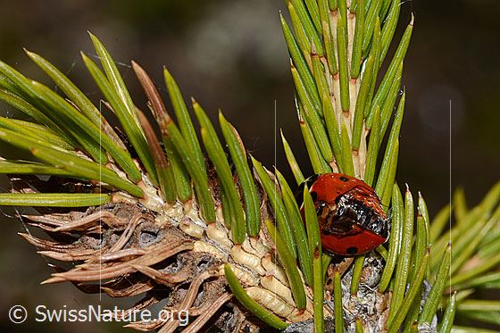 Foto: Siebenpunkt-Marienkäfer (Coccinella septempunctata) auf Gewöhnlicher Fichte (Picea abies). Länge 5.2 - 8mm. Ansicht von hinten oben. Der Marienkäfer hat beschädigte Flügeldecken.