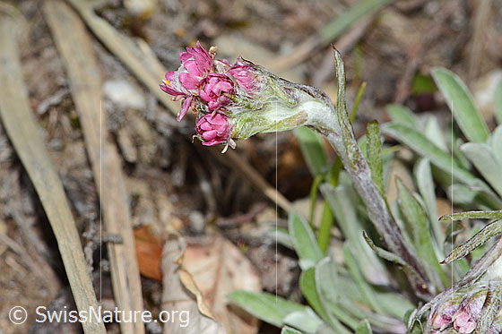 Foto: Gemeines Katzenpfötchen (Antennaria dioica). Blüten und Stängel.