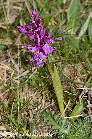Photo: Orchis mascula. Whole plant (habiti).