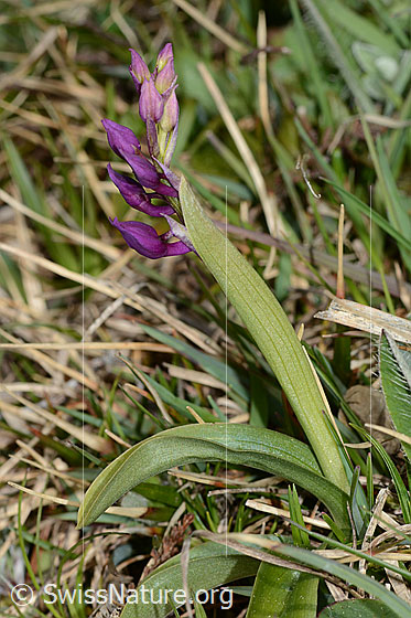 Foto: Männliches Knabenkraut (Orchis mascula). Ganze Pflanze (Habitus). Der Blütenstand wird während der Entstehung von einem Hüllblatt geschützt.