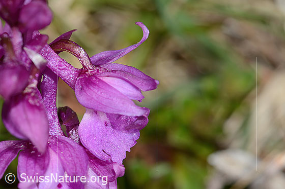 Foto: Männliches Knabenkraut (Orchis mascula). Blüte. Ansicht von der Seite.