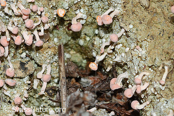 Foto: Rosafarbene Köpfchenflechte (Dibaeis baeomyces). Fruchtkörper der Flechte.