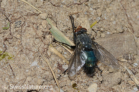 Foto: Totenfliege (Cynomya mortuorum). Länge 14mm. Ansicht von hinten oben.