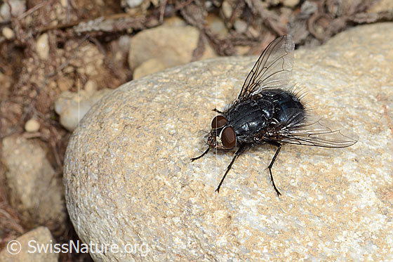Foto: Calliphora vicina (Schmeissfliege). Länge 13mm. Männchen. Ansicht von vorne oben.
