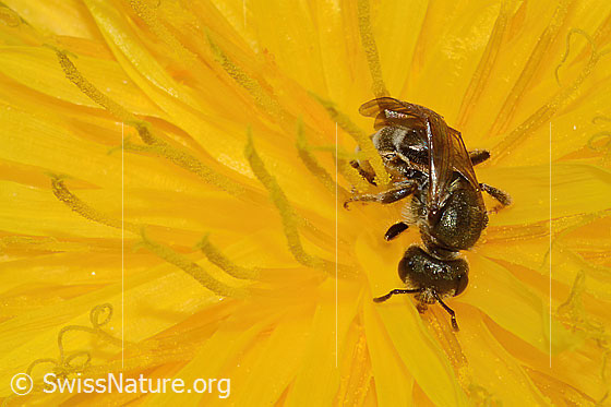 Foto: Gewöhnliche Goldfurchenbiene (Halictus tumulorum) auf Gewöhnlichem Löwenzahn (Taraxacum officinale). Länge 7mm. Weibchen. Ansicht von vorne.