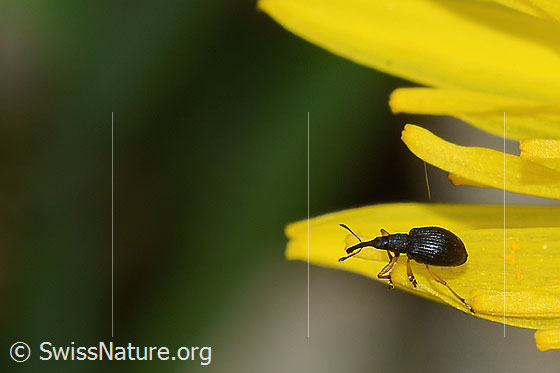 Foto: Wahrscheinlich Rotklee-Spitzmausrüssler (Protapion fulvipes) auf Gewöhnlichem Löwenzahn (Taraxacum officinale). Länge 2.2 - 2.7mm. Ansicht von seitlich oben.