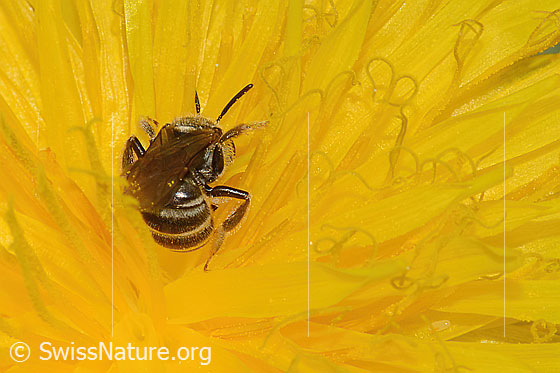 Foto: Gewöhnliche Goldfurchenbiene (Halictus tumulorum) auf Gewöhnlichem Löwenzahn (Taraxacum officinale). Länge 7mm. Weibchen. Ansicht von hinten.