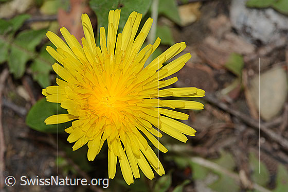 Photo: Taraxacum officinale. Blossom.