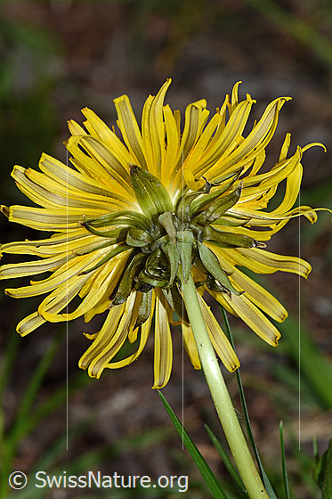 Foto: Gewöhnlicher Löwenzahn (Taraxacum officinale). Blüte. Ansicht von schräg unten.