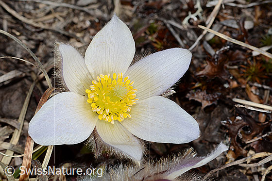 Foto: Frühlings-Anemonen (Pulsatilla vernalis). Geöffnete Blüte.