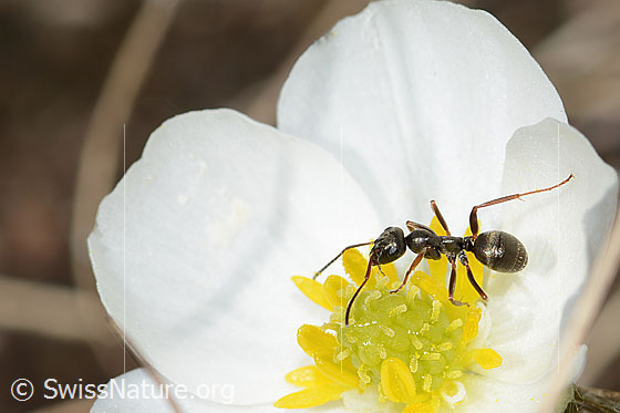 Photo: Formica lemani on Ranunculus kuepferi. Length 4.5 - 6.5Mm. View from the side above.