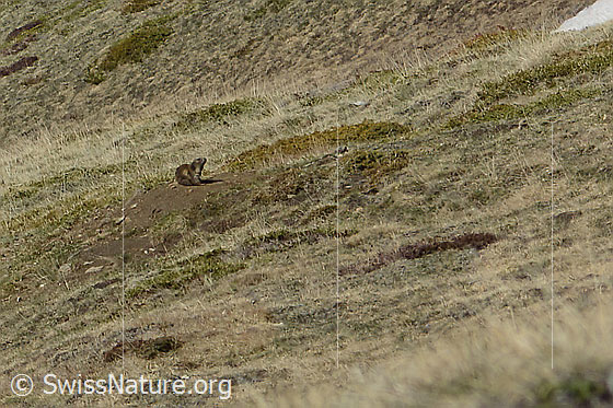 Foto: Murmeltiere (Marmota marmota). Das Murmeltier sitzt vor seinem Bau.