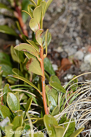 Photo: Arctostaphylos uva-ursi. Small branche with leaves.
