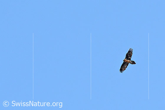 Photo: Gypaetus barbatus. In flight. View from diagonally below.