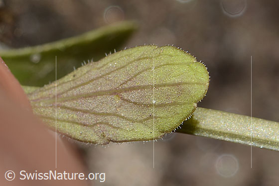 Photo: Viola calcarata. Leaf underside.