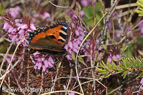 Foto: Kleiner Fuchs (Aglais urticae) auf Erika (Erica carnea). Flügel geöffnet. Ansicht von der Seite.