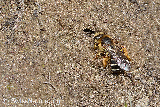Foto: Rotbeinige Furchenbiene (Halictus rubicundus). Länge 10mm. Weibchen. Ansicht von seitlich oben.