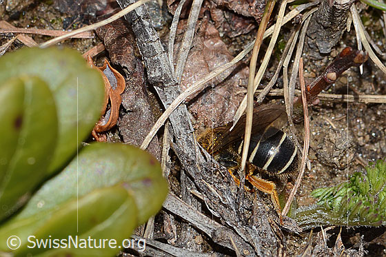 Foto: Rotbeinige Furchenbiene (Halictus rubicundus). Länge 10mm. Weibchen. Hinterleib der Biene. Ansicht von der Seite.
