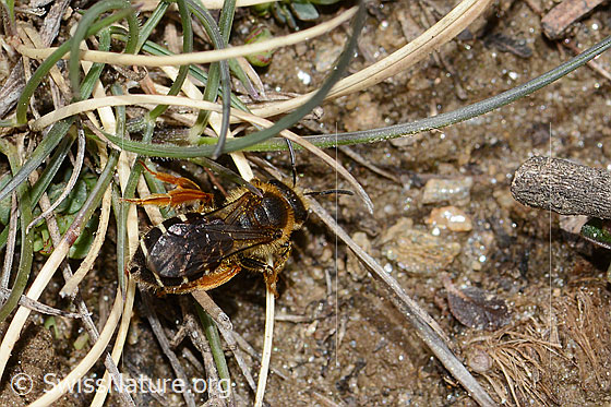 Foto: Rotbeinige Furchenbiene (Halictus rubicundus). Länge 10mm. Weibchen. Ansicht von hinten oben.