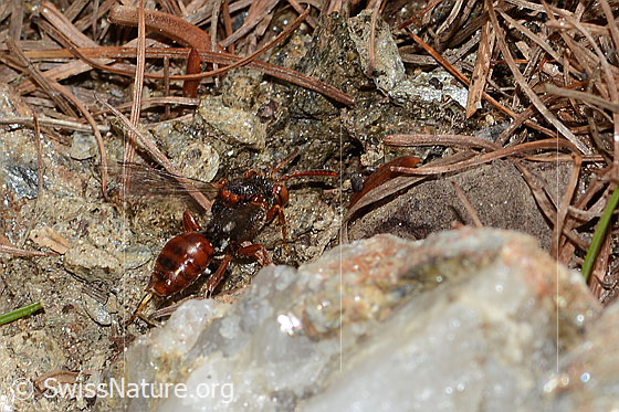Photo: Probably Nomada similis. Length 10mm. View diagonally from behind.