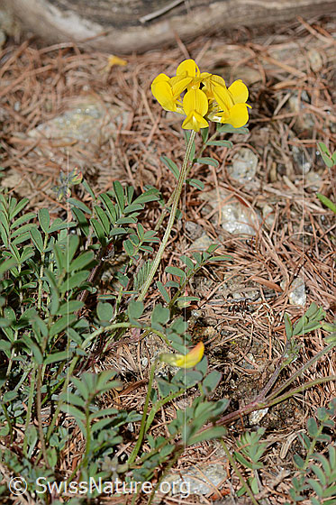 Foto: Schopfiger Hufeisenklee (Hippocrepis comosa). Ganze Pflanze (Habitus).