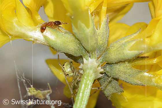 Foto: Wahrscheinlich Temnothorax albipennis (Knotenameise) auf Schopfigem Hufeisenklee (Hippocrepis comosa). Länge 2.5mm. Ansicht von der Seite.