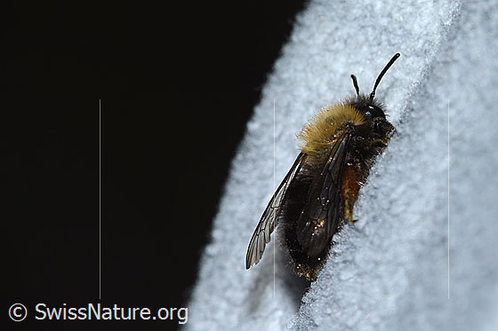 Foto: Erzfarbene Düstersandbiene (Andrena nigroaenea). Länge 14mm. Weibchen. Ansicht von der Seite.
