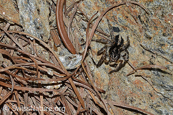 Photo: Aelurillus v-insignitus. Male. View from diagonally above.