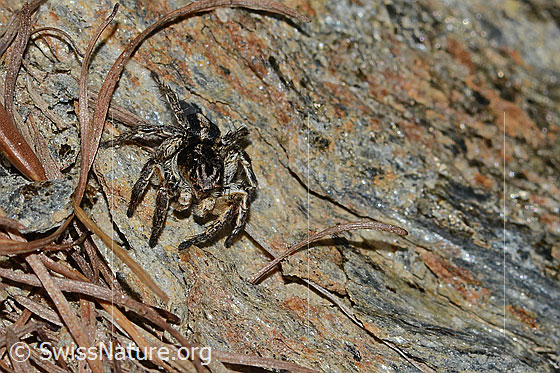 Photo: Aelurillus v-insignitus. Male. Body length: 8 - 9mm. View from the front.