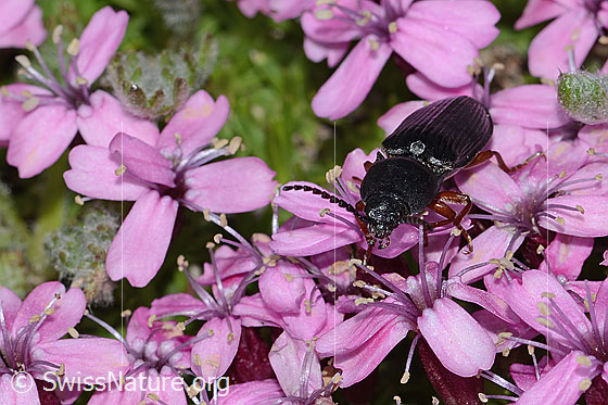 Foto: Wahrscheinlich Melanotus castanipes (Schnellkäfer) auf Kalk-Polsternelke (Silene acaulis). Länge 17mm. Weibchen. Ansicht von vorne.