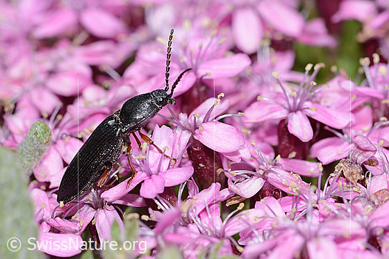 Foto: Wahrscheinlich Melanotus castanipes (Schnellkäfer) auf Kalk-Polsternelke (Silene acaulis). Länge 17mm. Weibchen. Ansicht von seitlich oben.