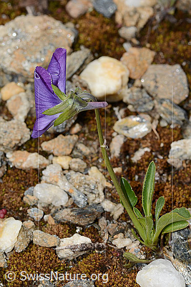 Photo: Viola calcarata. Whole plant (habiti). View from the side.