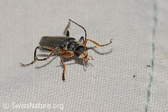 Photo: Cantharis pagana. Length 8mm. View from the front.