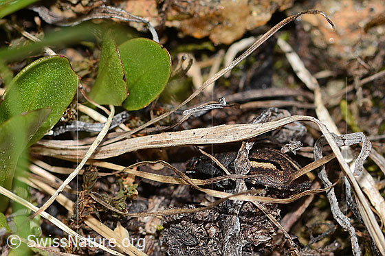 Photo: Odontoscelis fuliginosa. Length 6mm. View from behind.