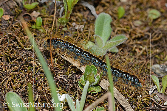 Photo: Malacosoma alpicola. Caterpillar. Length: 30mm. View from the side.