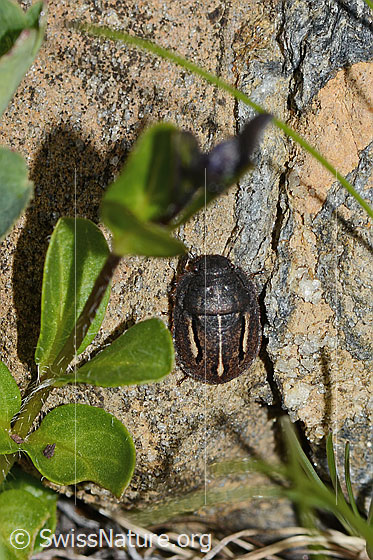 Photo: Odontoscelis fuliginosa. Length 6mm. View from above.