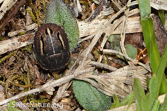 Photo: Schildwanze. Length 6mm. View from above.