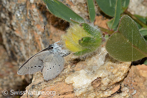 Foto: Zwerg-Bläuling (Cupido minimus) auf Alpen-Wundklee (Anthyllis vulneraria ssp. alpestris). Weibchen. Ansicht von schräg vorne.