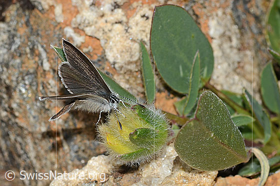 Photo: Cupido minimus on Anthyllis vulneraria ssp. alpestris. Female. Wings half closed. View from the front.