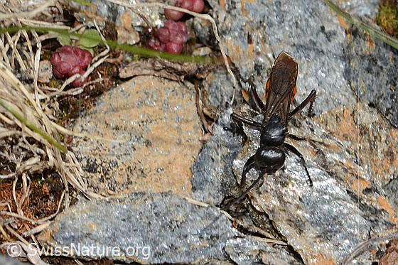 Foto: Frühlings-Wegwespe (Anoplius viaticus). Länge 11mm. Weibchen. Ansicht von vorne oben.