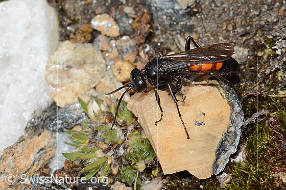 Foto: Frühlings-Wegwespe (Anoplius viaticus). Länge 11mm. Weibchen. Ansicht von seitlich oben.