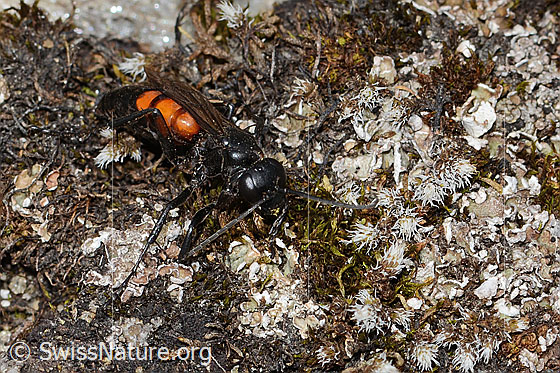 Foto: Frühlings-Wegwespe (Anoplius viaticus). Lànge 11mm. Weibchen. Ansicht von seitlich vorne oben.