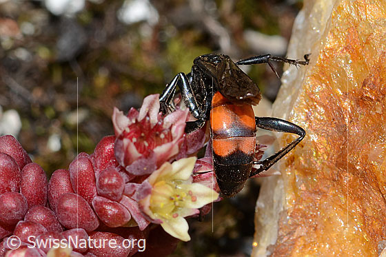 Foto: Frühlings-Wegwespe (Anoplius viaticus) auf Dunklem Mauerpfeffer (Sedum atratum). Länge 11mm. Weibchen. Ansicht von hinten oben.